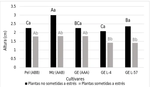 Figura 4. Altura de plantas in vitro de diferentes cultivares de Musa spp., sometidos y no sometidos  (tratamientos) a estrés hídrico inducido con Polietilenglicol 6000 a los 30 días de cultivo