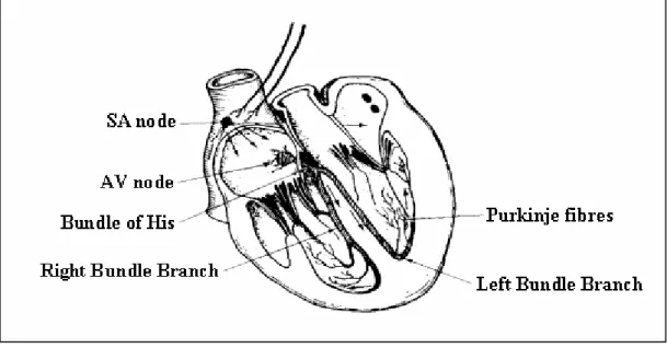 Figure 1.4 Conductive system of the heart.   