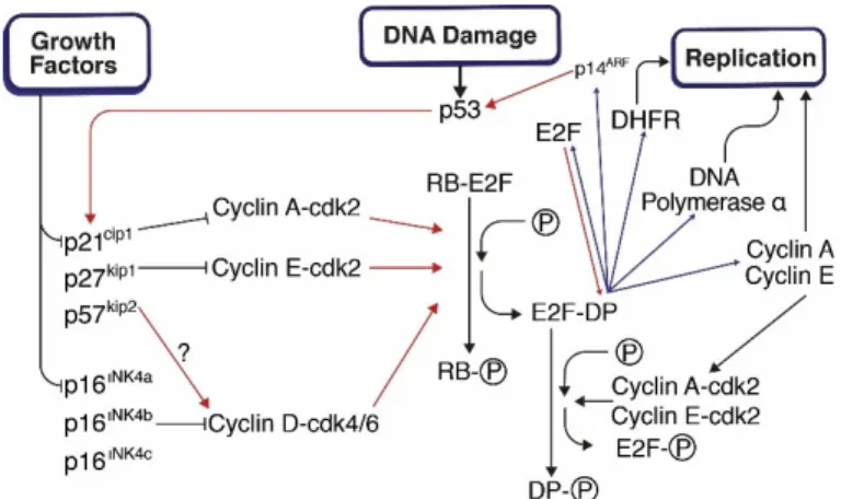 Figure 4. Causes of alterations in TP53 and its response in the cell cycle 