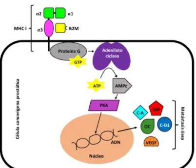 Figure 9. Beta 2 microglobulin (B2M) directly regulates the levels of cellular iron (Fe) by forming  complexes with the protein hemochromatosis (HFE), which block the Transferrin receptor 1 (RT1)  and  prevent  the  entry  of  iron  into  the  cell  and  a