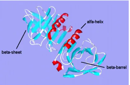 Figura Nº 1: Estructura molecular de la proteína de suero 