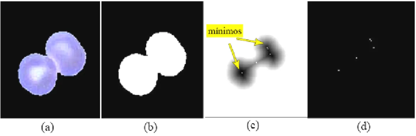 Figura 2.4 .  a) Dos eritrocitos aglomerados, b) Máscara binaria correspondiente a (a), c) Transformada  de distancia inversa, con los mínimos señalados, d) Localización de los mínimos