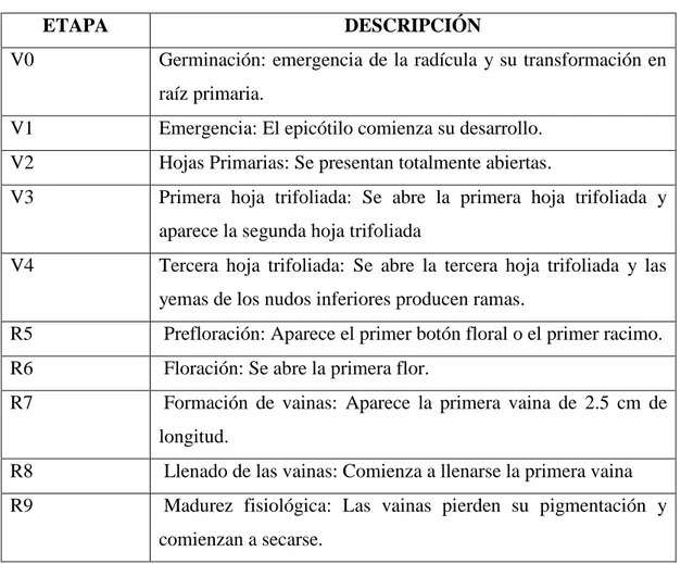 TABLA 3. ETAPAS FENOLÓGICAS DEL CULTIVO DE FRÉJOL  