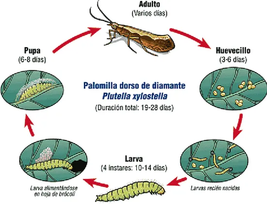 Figura 1. Ciclo Biológico de Plutella xylostella. Tomado de Bayer,  (s. f.-a) 