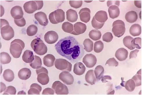 Fig. 1.4 Neutrófilo normal(Shafer, 2007). 