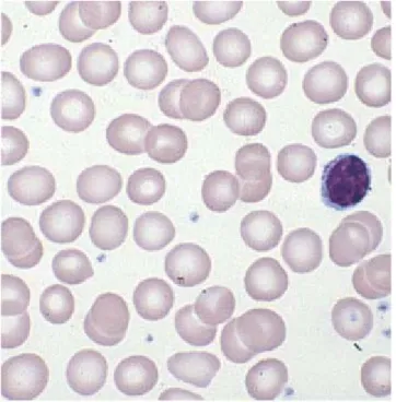 Fig. 1.10 Plaquetas(Shafer, 2007). 