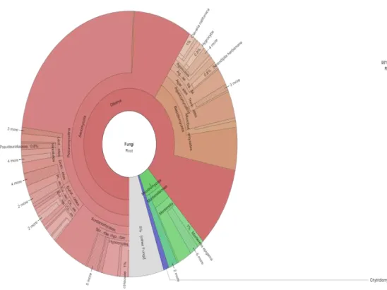 Gráfico 6: Perfil taxonómico de hongos del Bosque Llucud 