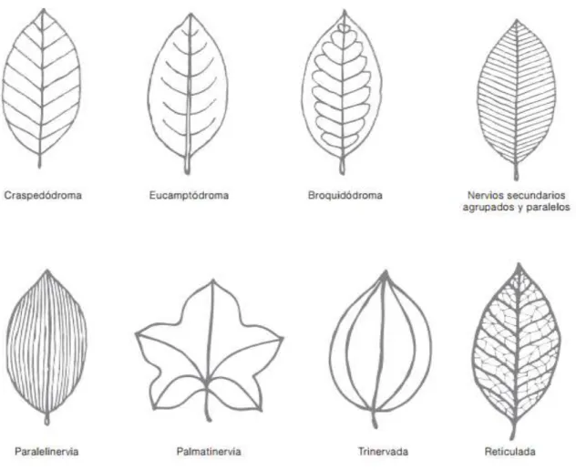 Gráfico 5. Tipos de nerviación de las hojas. 