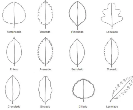 Gráfico 6. Tipos de bordes de las hojas. 