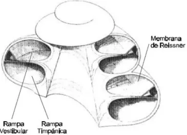 Figura 1.3: Corte del caracol óseo y membranoso. 