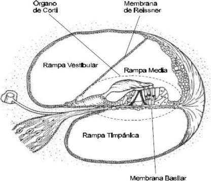 Figura 1.4: Corte transversal de una sola espira de la cóclea ampliada. 