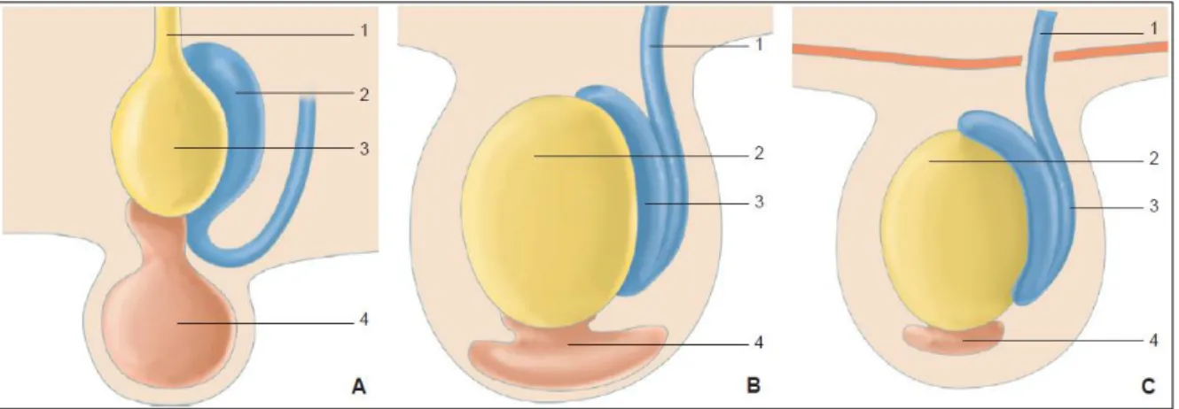 Figura  1-1:.  Descenso  Testicular  (A  a  C).  1.  Ligamento  craneal  suspensorio;  2