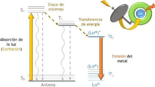Figura I.4.  El efecto antena: [46,49–51]  esquema general del proceso de emisión  de los complejos de lantánidos que constan de un centro metálico rodeado de  un  quelato  y  equipados  con  una  antena