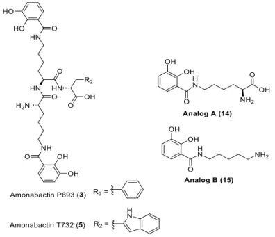 Figure 1: Structure of amonabactin and of the analogs A and B. 