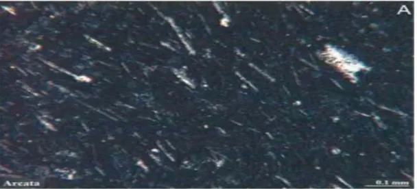 Foto 3.04: Andesita con pasta microlítica fluidal, formada por tablillas de  plagioclasas orientadas rodeadas por una base vítrea
