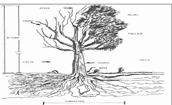Figura 1. Anatomía del árbol. 