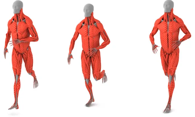 Figura 2.13: Simulaci´ on de un cuerpo humano completo corriendo. Fuente: Muscle Simulation with Extended Position Based Dynamics [16].