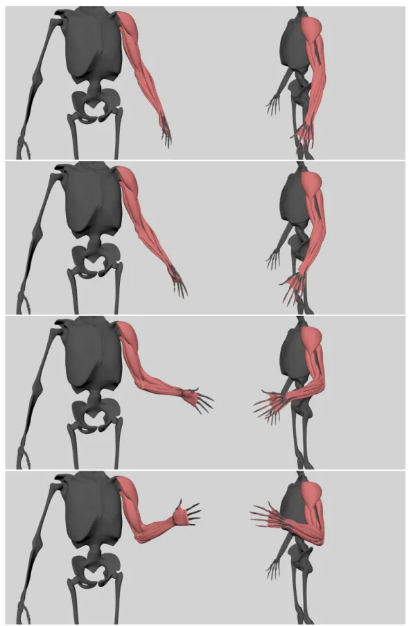 Figura 6.11: Simulaci´ on del brazo completo durante la flexi´ on del codo con SST (T5).