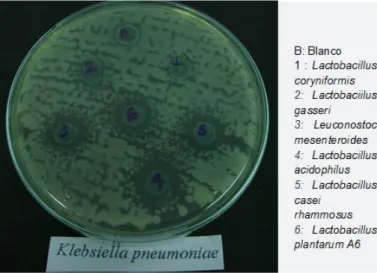 Figura 8. Halos de inhibición obtenidos frente a Klebsiella pneumoniea. 