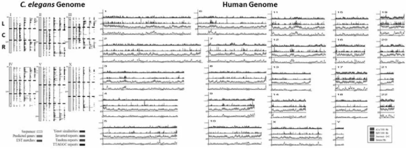 Figure 2. Map of the C. elegans genome by chromosome divided into three regions (L: left, C: central  and R: right) and map of the HG by chromosome.