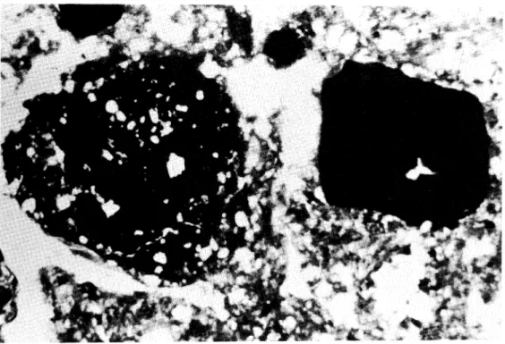 Foto 4. Dcha: Nódulo de hematites con bordes angulosos. Izda: Nódulo nudeico redondeado.