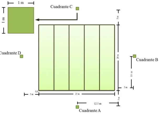 Figura 4. Ubicación de los cuadrantes para muestreo de la biomasa de vegetación herbácea en  las parcelas permanentes del Ecoparque Bataclán de Cali.