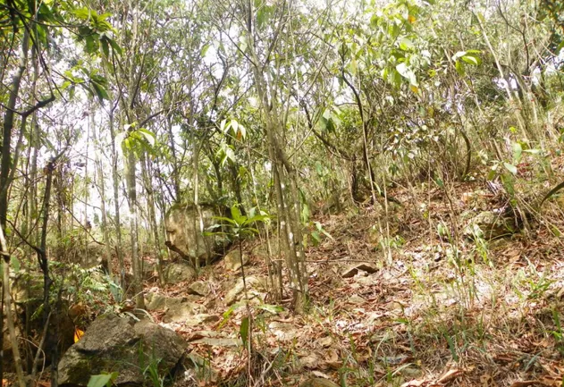 Figura 5. Panorama de la parcela permanente No. 1 (PB1) en el bosque en regeneración  natural con barreras de bambú del Ecoparque Bataclán de Cali.