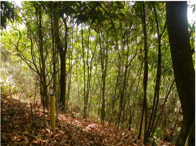 Figura 6. Panorama de la parcela permanente No. 2 (PB2) en el bosque en regeneración  natural con barreras de bambú del Ecoparque Bataclán de Cali.