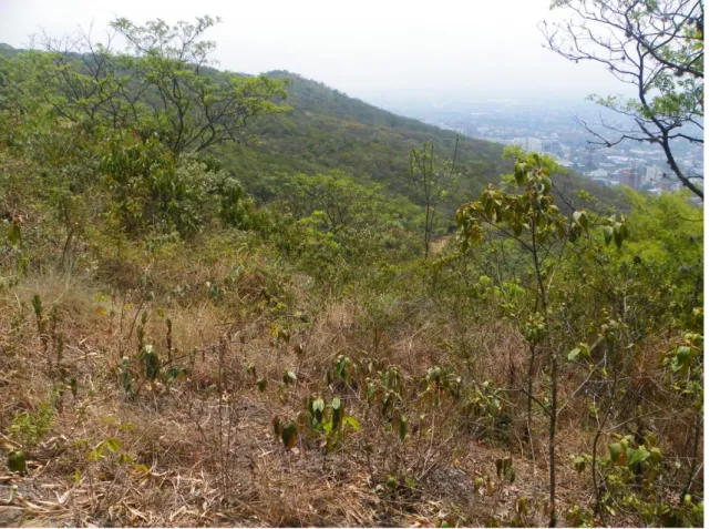 Figura 7. Panorama de la parcela permanente No. 3 (PB3) en el bosque en regeneración  natural con barreras de bambú del Ecoparque Bataclán de Cali.