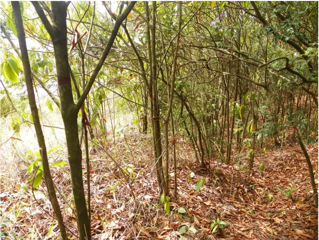 Figura 8. Panorama de la parcela No. 1 (PRN1) en el bosque en regeneración natural sin  barreras de bambú del Ecoparque Bataclán de Cali.