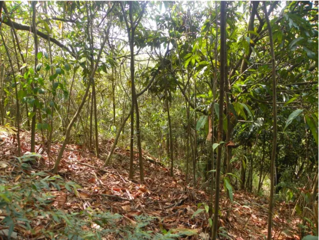 Figura 9. Panorama de la parcela No. 2 (PRN2) en el bosque en regeneración natural sin  barreras de bambú del Ecoparque Bataclán de Cali.