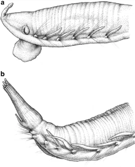 Fig. 5  Ophelina  basicirra  sp.  nov. 