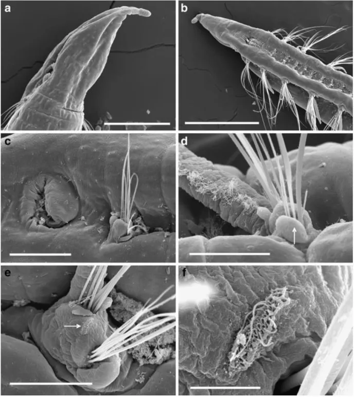 Fig. 6  Ophelina  basicirra sp.  nov.  (paratypes,  IMNH  24318,  BIOICE  sample  2303)