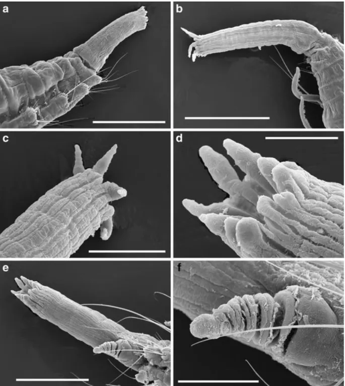 Fig. 8  Ophelina  basicirra sp.  nov.  (Paratypes,  IMNH  24318,  BIOICE  sample  2303)