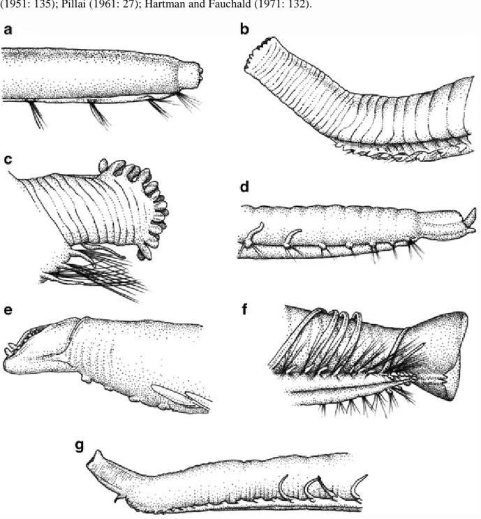 fig. 20c)  in  the  original  description  of Ammotrypane  sarsi(currently  considered  as  synonymous  with O
