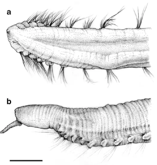 Fig. 2  Ammotrypanella  cf. 