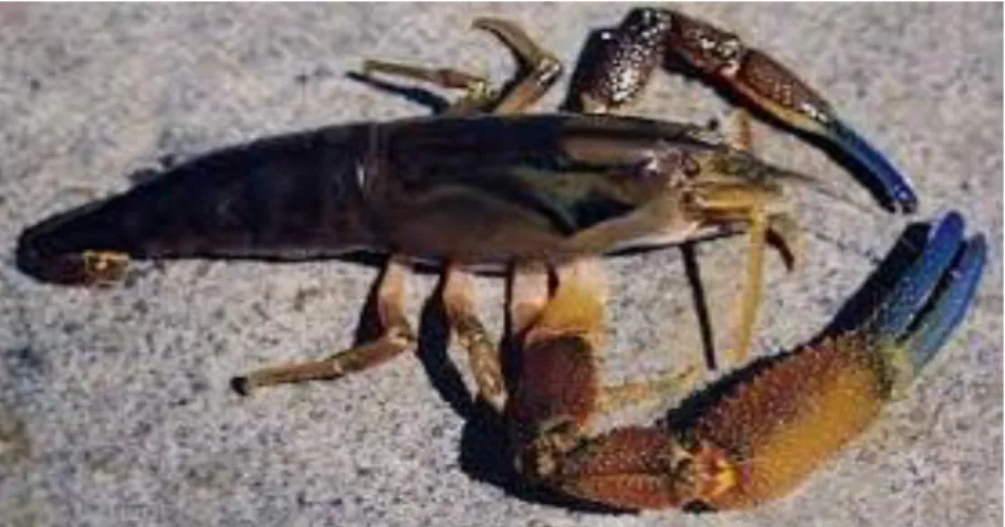 Figura 1: Cryphiops Caementarius (Molina, 1782). 