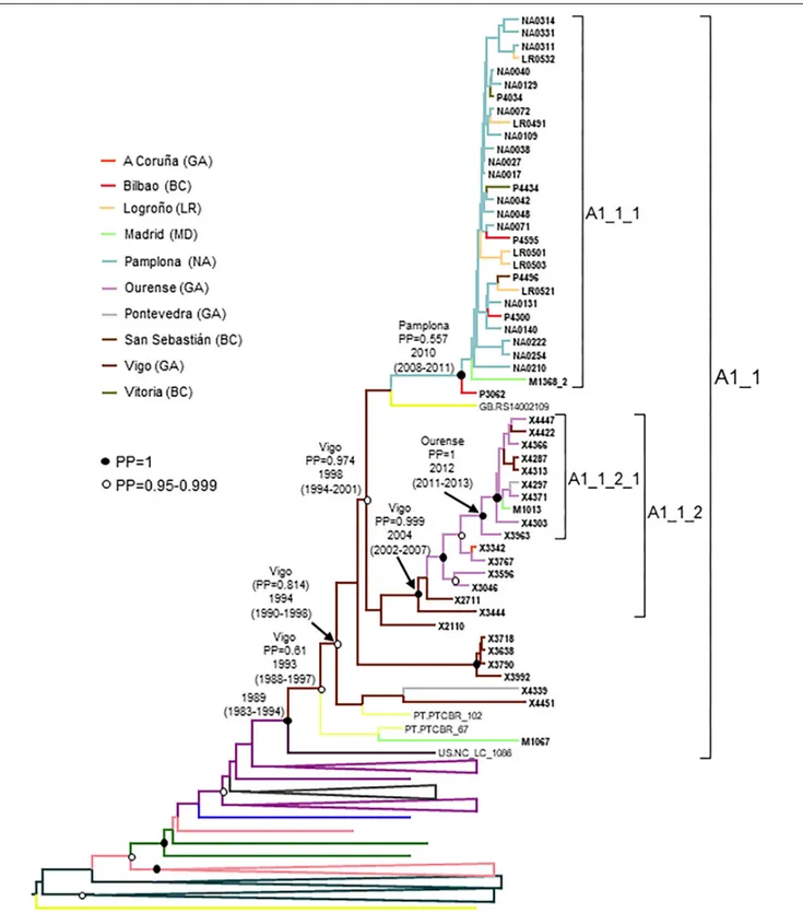 FIGURE 6 | Maximum clade credibility tree of PR-RT sequences of the A1_1 cluster. The tree also includes a sequence from US that in ML trees branched close to the A1_1 cluster (samples from United Kingdom were excluded because no information on time of sam