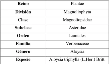 CUADRO Nº1: Clasificación Taxonómica del cedrón (Aloysia triphylla). 