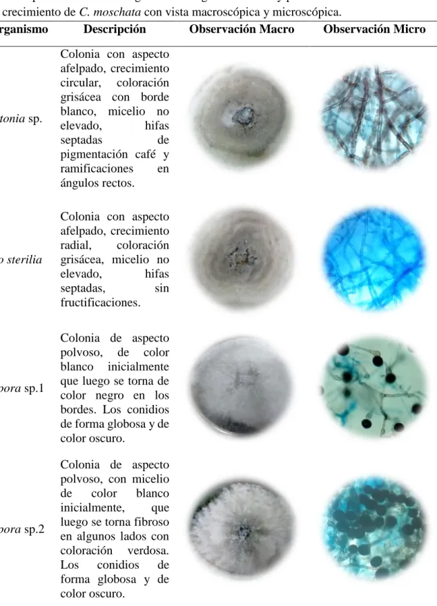 Tabla 1. Descripción de los microorganismos fúngicos aislados  y purificados en las diferentes  etapas de crecimiento de C