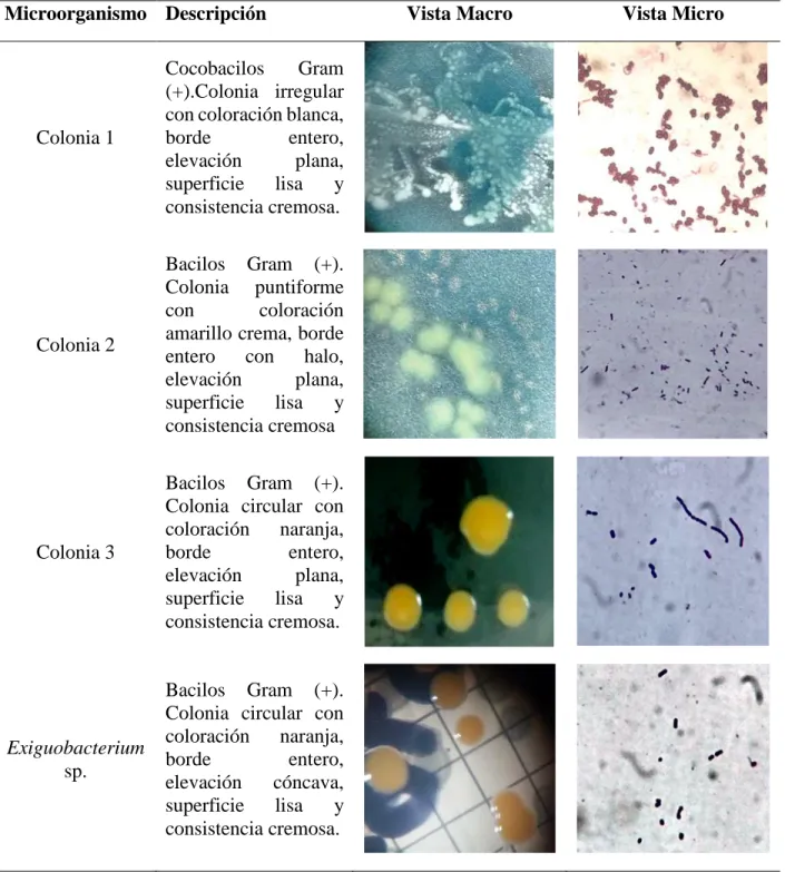 Tabla 2. Descripción y vista de los microorganismos bacterianos aislados y purificados  encontrados en las diferentes etapas de crecimiento de C