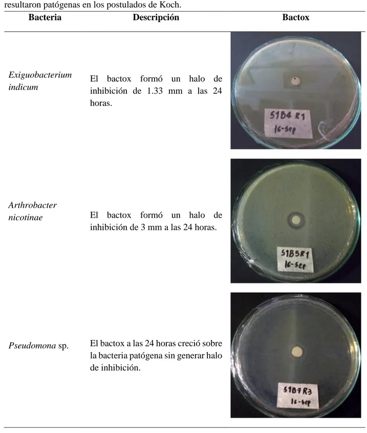 Tabla 4. Efecto antagónico del producto biológico Bactox sobre las tres colonias bacterianas que  resultaron patógenas en los postulados de Koch