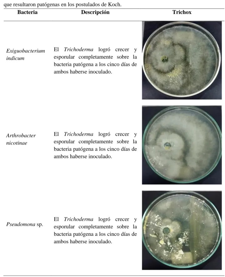 Tabla 5. Efecto antagónico del producto biológico Trichox sobre las tres colonias bacterianas  que resultaron patógenas en los postulados de Koch