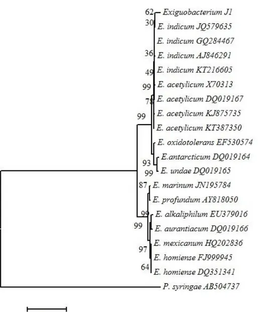 Figura 1.Inferencia filogenética de la secuencia de Exiguobacterium indicum J1 con secuencias  de las diferentes especies del género Exiguobacterium obtenidas de la base de datos del Genbank