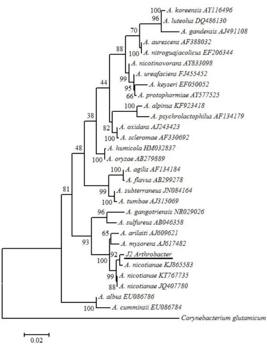 Figura 2. Inferencia filogenética de la secuencia de Arthrobacter nicotinae J2 con secuencias de  las diferentes especies del género Arthrobacter obtenidas de la base de datos del Genbank