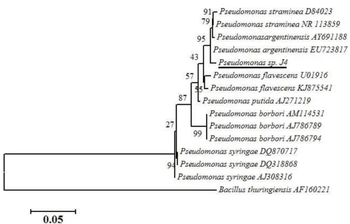 Figura  3.  Inferencia  filogenética  de  la  secuencia  de  Pseudomonas  sp.  J4  con  secuencias  de  las  diferentes especies del género Pseudomonas obtenidas de la base de datos del Genbank