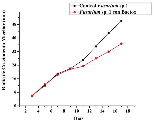 Figura 4. Efecto de BACTOX sobre el crecimiento  de Fusarium} sp. 1. 