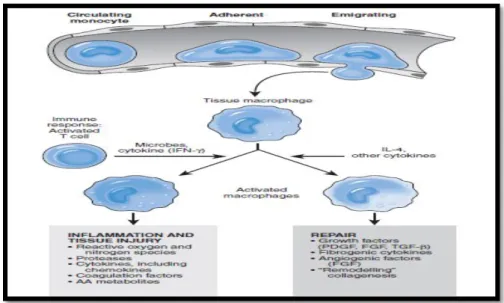 Figura 1-1: Papel de los macrófagos en la inflamación crónica. 
