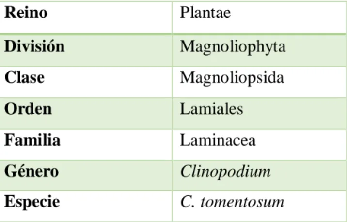 Tabla 1-1: Taxonomía perteneciente a Clinopodium tomentosum (Kunth) 