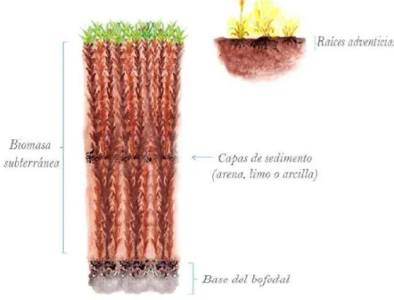 Figura 5: Perfil Esquemático de suelo de bofedal 